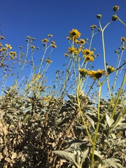 Encelia farinosa