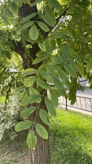 Robinia pseudoacacia