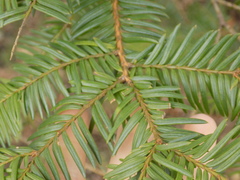 Taxaceae