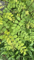 Robinia pseudoacacia