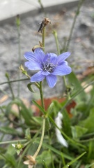 Cichorium intybus