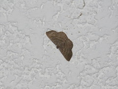 Geometridae