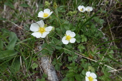 Drymocallis rupestris