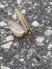 Mantis religiosa