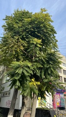 Ailanthus altissima