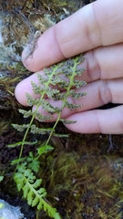 Woodsia shensiensis