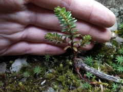 Sedum morrisonense