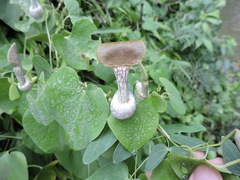 Aristolochia argentina