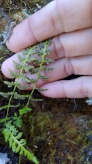 Woodsia shensiensis