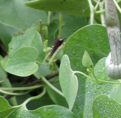 Aristolochia argentina