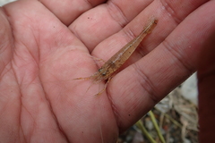 Macrobrachium asperulum