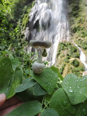 Aristolochia argentina