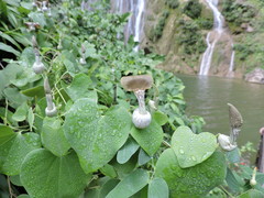 Aristolochia argentina