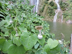 Aristolochia argentina