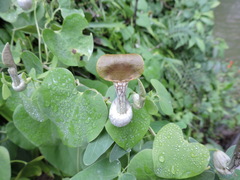 Aristolochia argentina