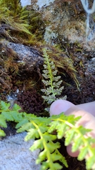 Woodsia shensiensis