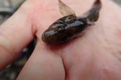 Rhinogobius candidianus