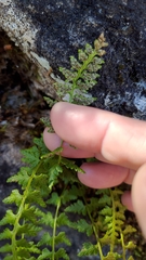 Woodsia shensiensis