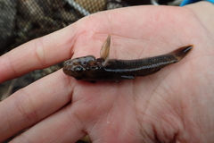 Rhinogobius candidianus