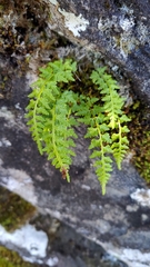 Woodsia shensiensis