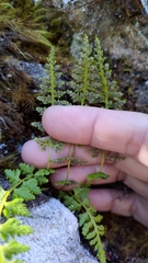 Woodsia shensiensis
