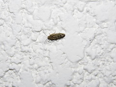 Lepidoptera