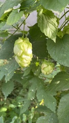 Humulus lupulus