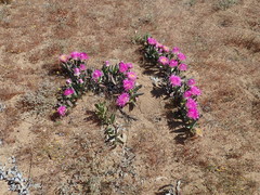 Carpobrotus quadrifidus