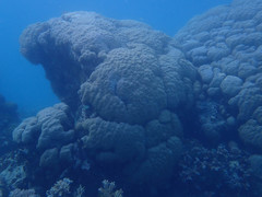Porites lobata