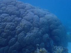 Porites lobata
