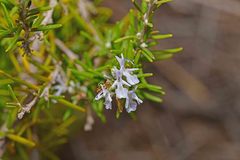 Salvia rosmarinus