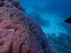 Porites lobata