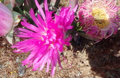 Carpobrotus quadrifidus