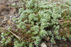 Scleranthus perennis