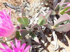 Carpobrotus quadrifidus