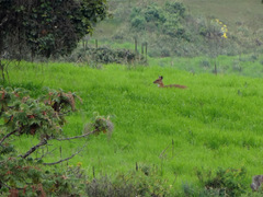 Tragelaphus sylvaticus meneliki