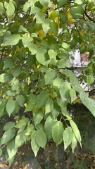 Prunus