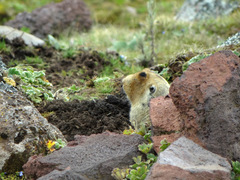 Tachyoryctes macrocephalus