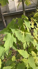 Acer negundo