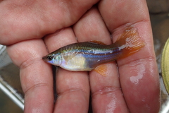 Green Swordtail photo 3