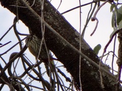 Chloropicus abyssinicus