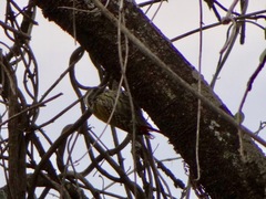 Chloropicus abyssinicus