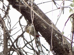 Chloropicus abyssinicus