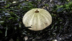 Strongylocentrotidae