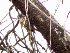 Chloropicus abyssinicus