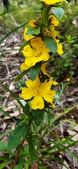 Hibbertia pilosa