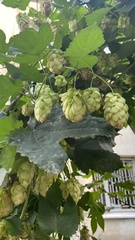 Humulus lupulus