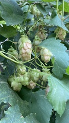 Humulus lupulus