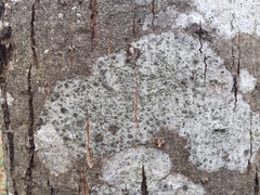 Stigmidium microspilum