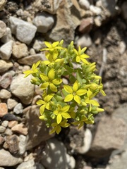 Crassula sebaeoides